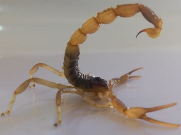 scorpion venom